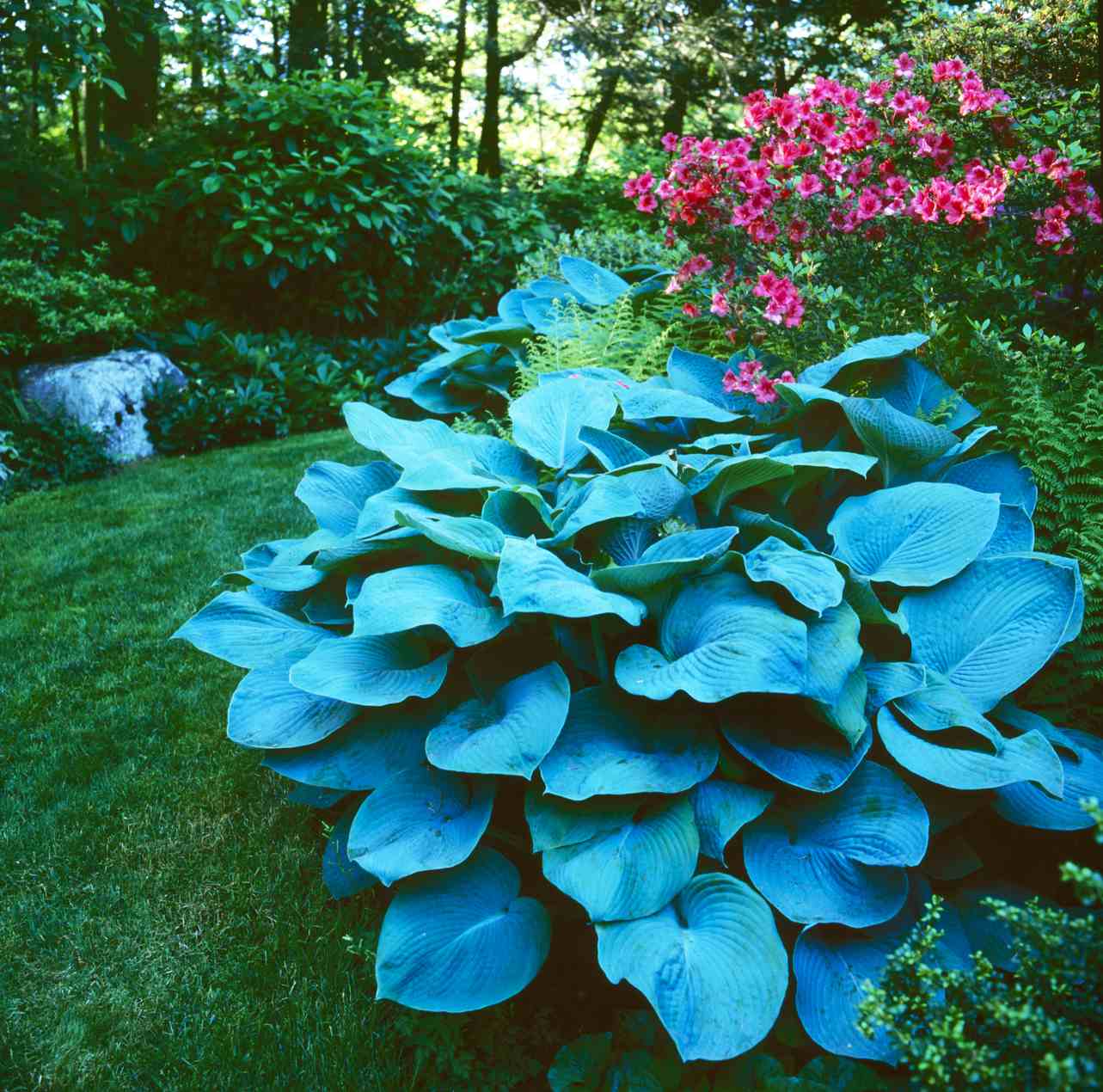 Blue Hosta Plant