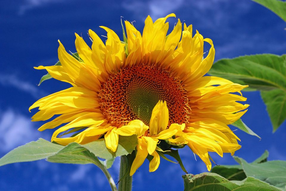 Mammoth sunflower Blooms