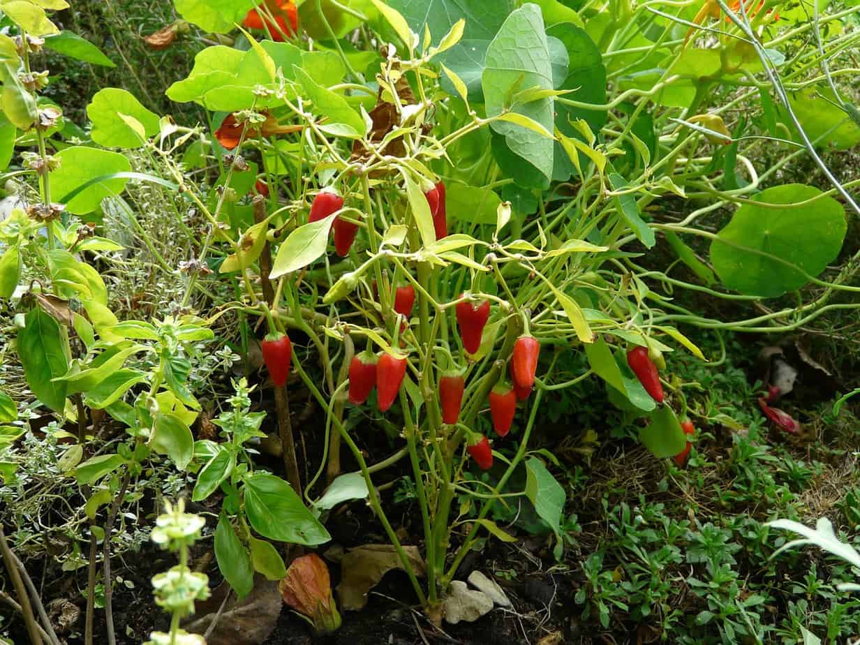 Red Chili Plant
