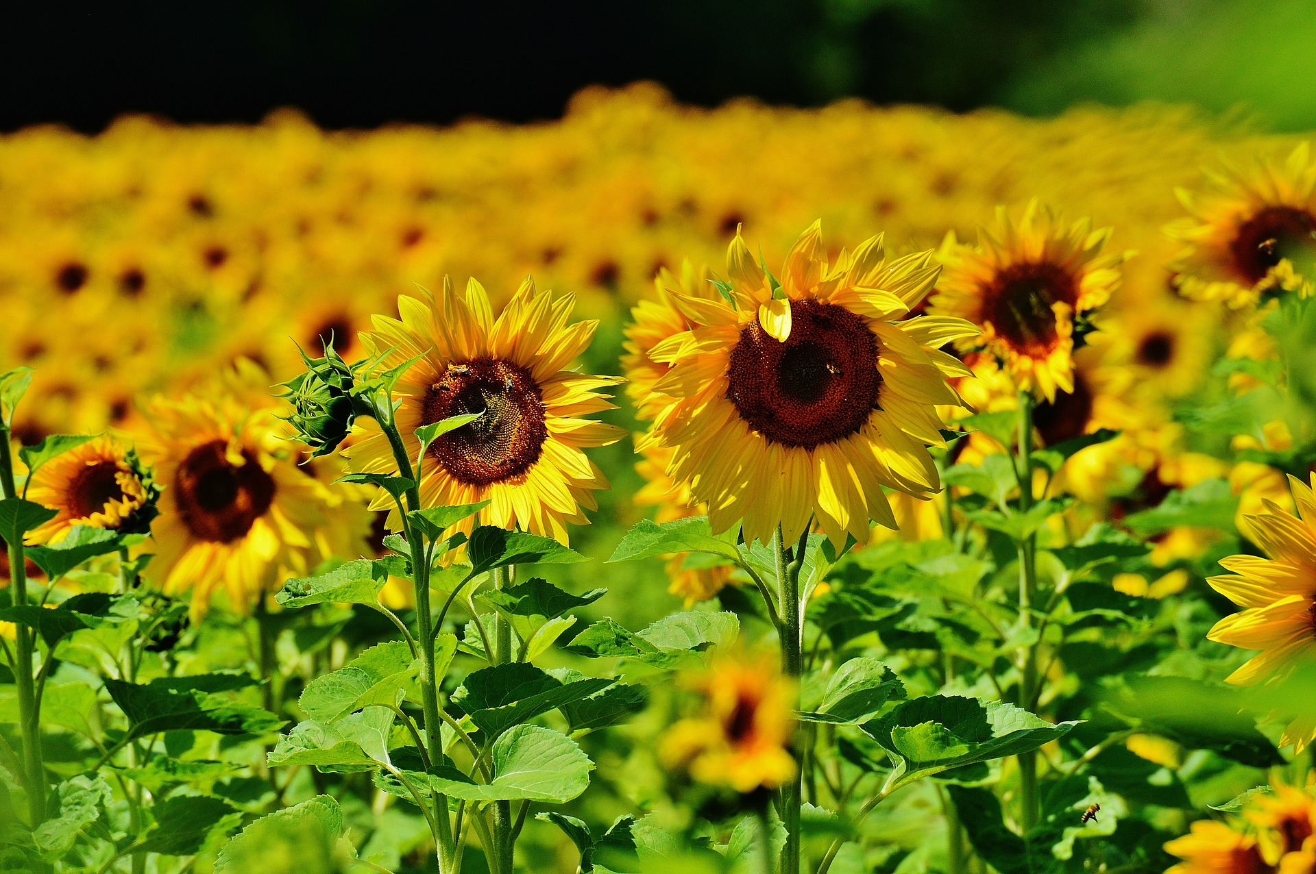 Sundollar Sunflower