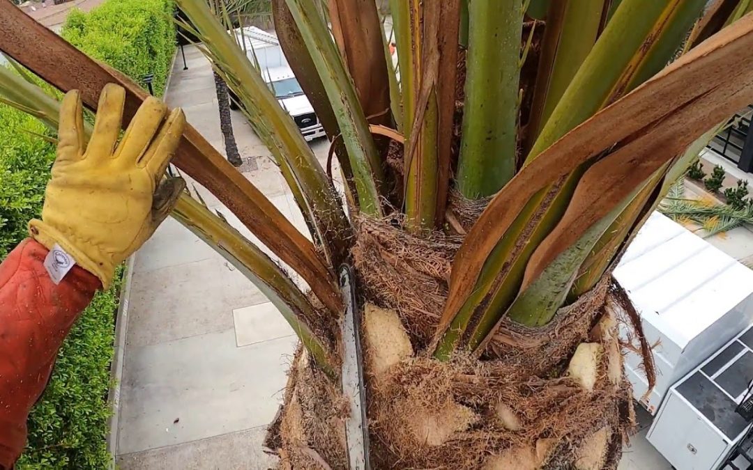 Big Palm Plant
