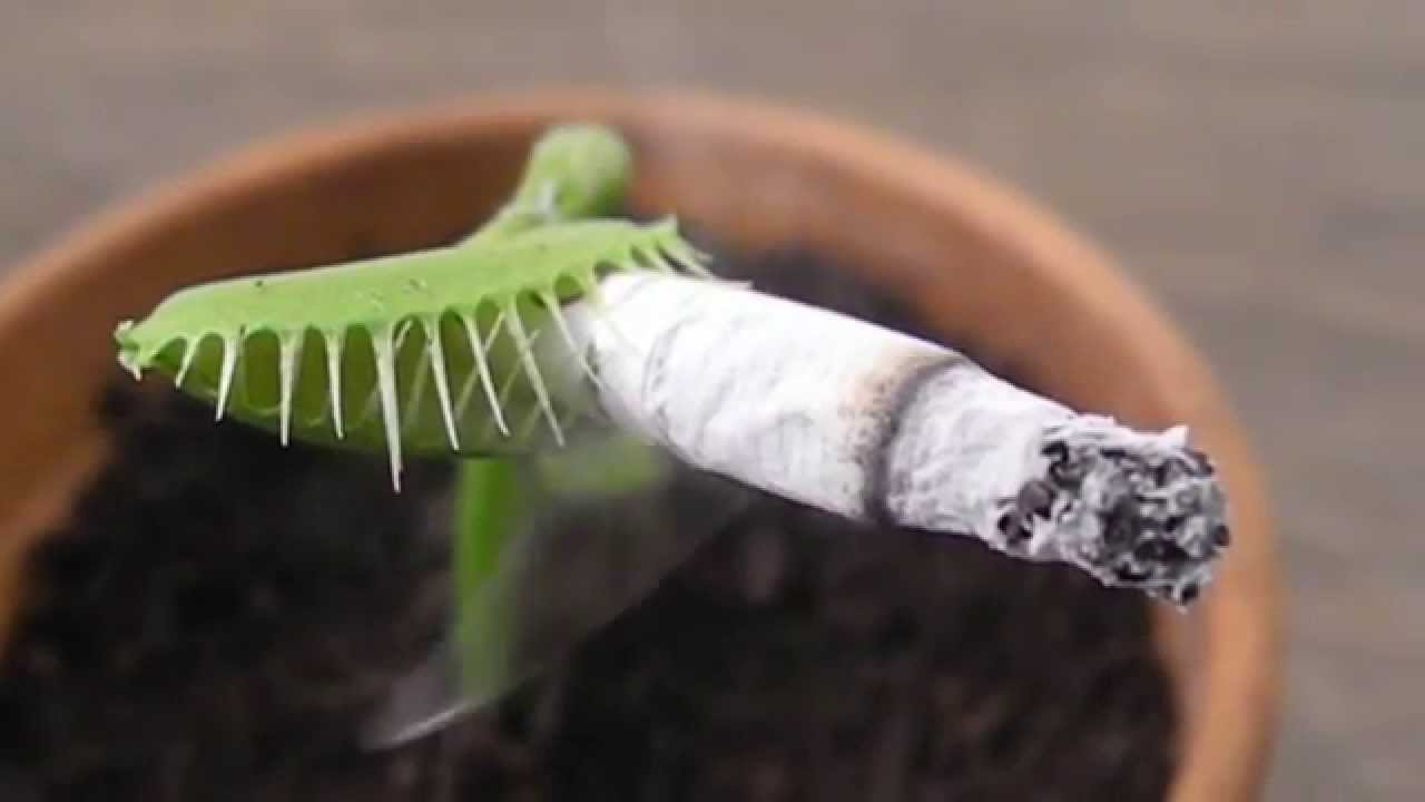 Is cigarette ash good for plants