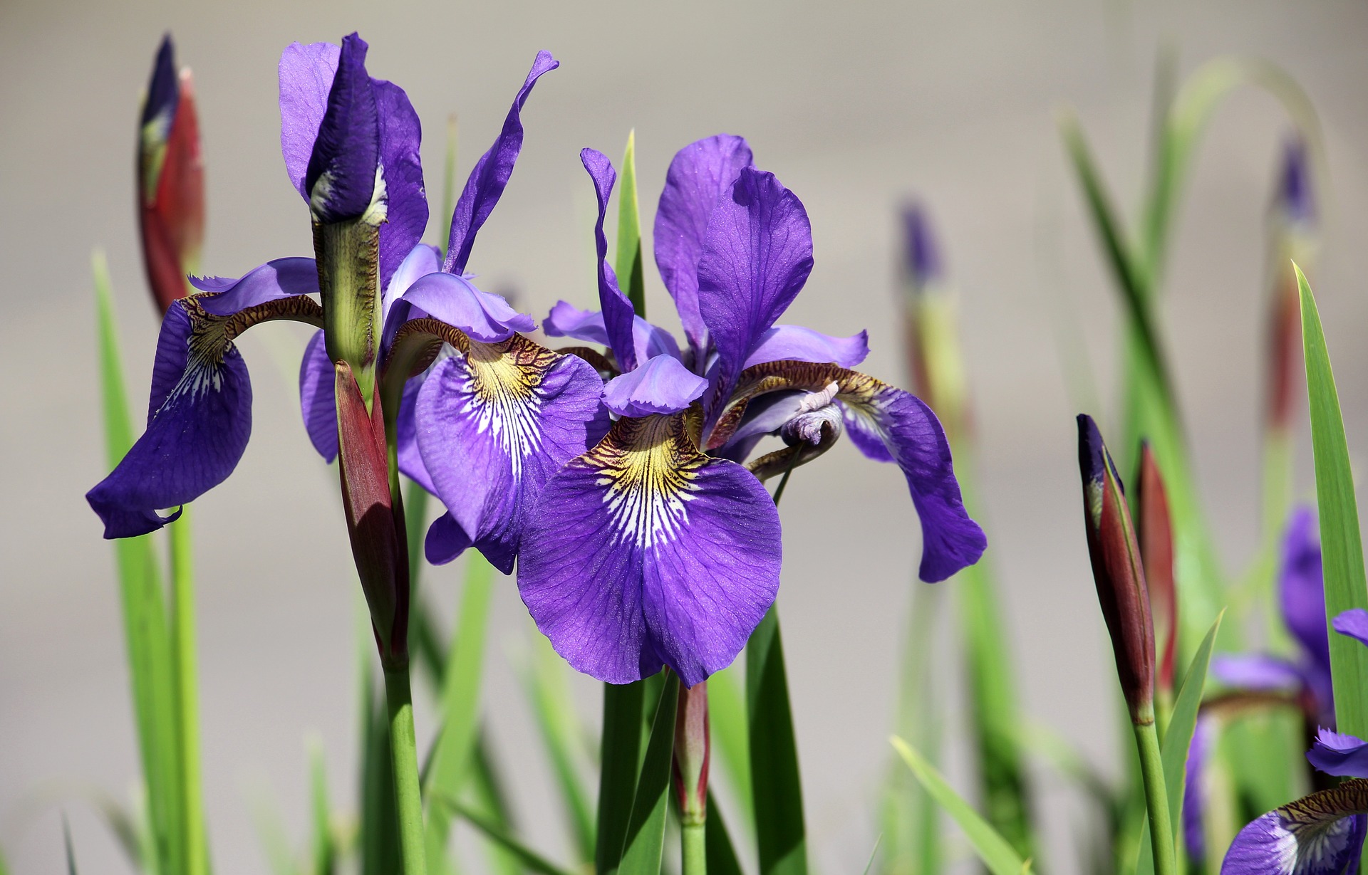 Irises Plant
