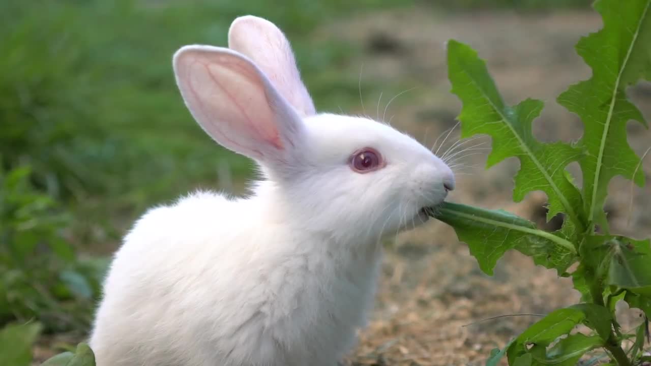 Do rabbits eat pepper plants