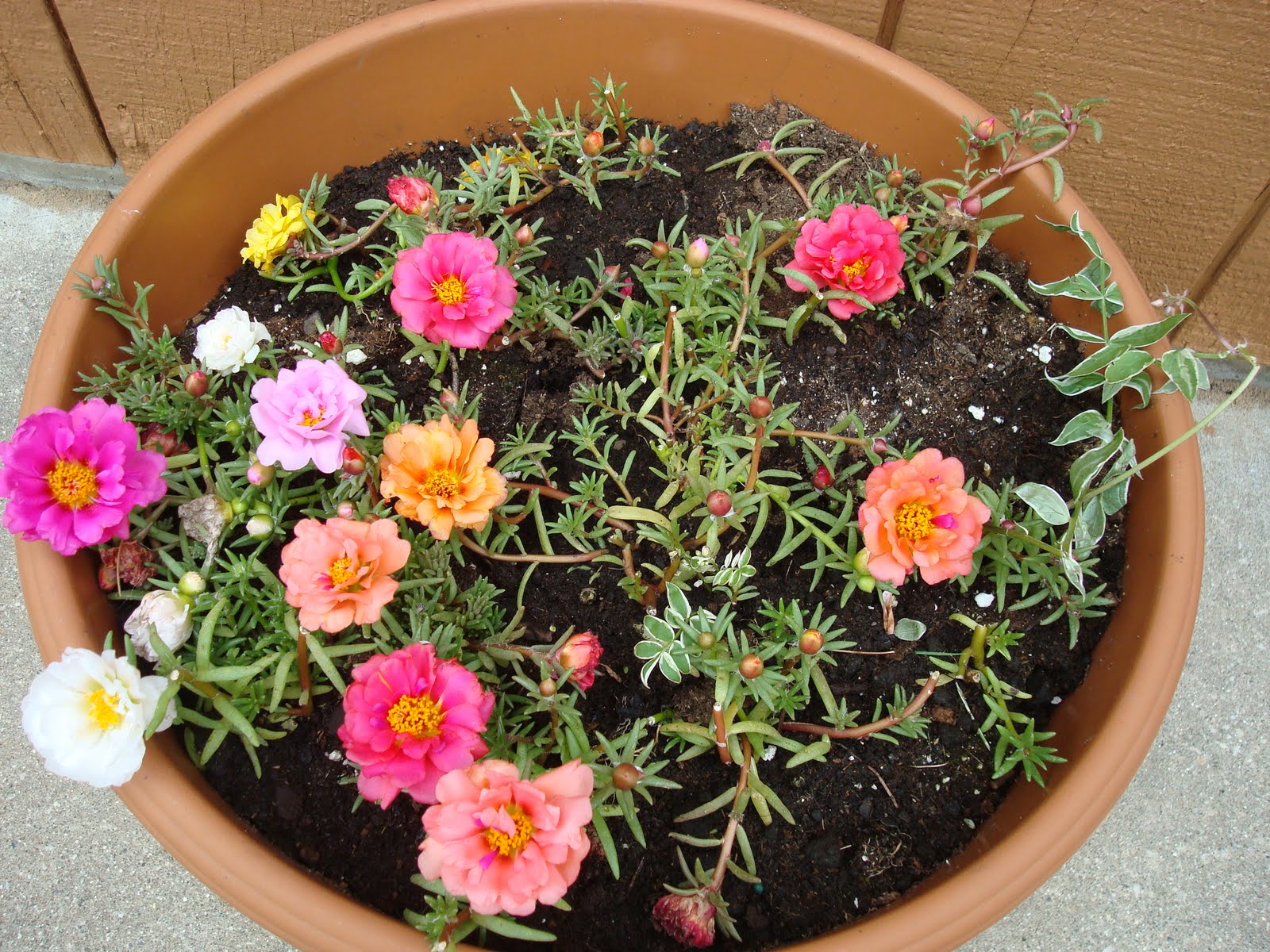 Portulaca Flowers in A Container