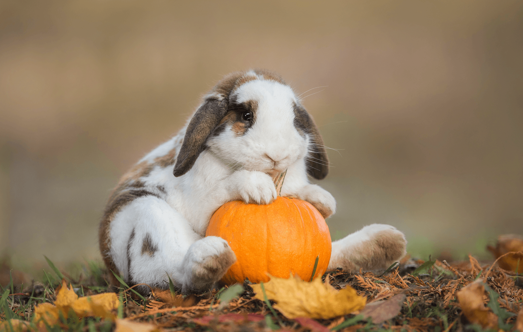 Do rabbits eat pumpkin plants