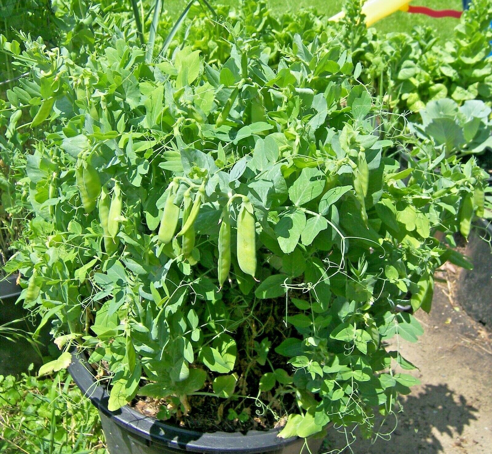 Snow Peas Plant