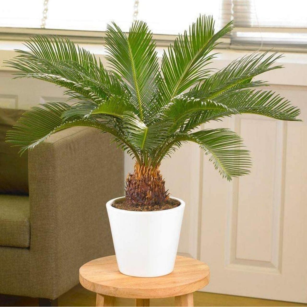 Potted palm plant